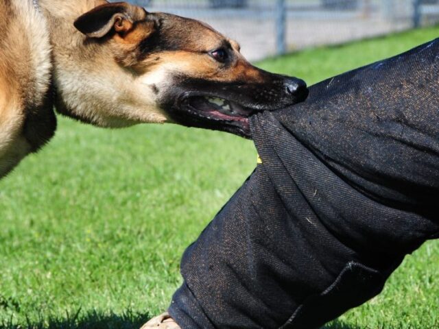 Dog Bite Injury Attorney Services