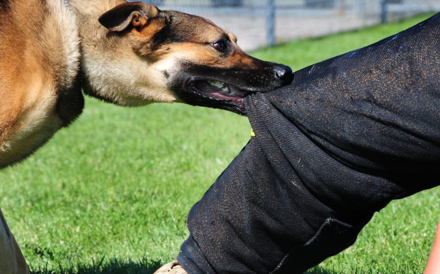DOG BITES INJURY ATTORNEY SERVICES